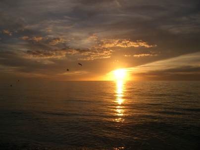 Naples Pelicans at Sunset