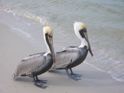 Pair of Pelicans