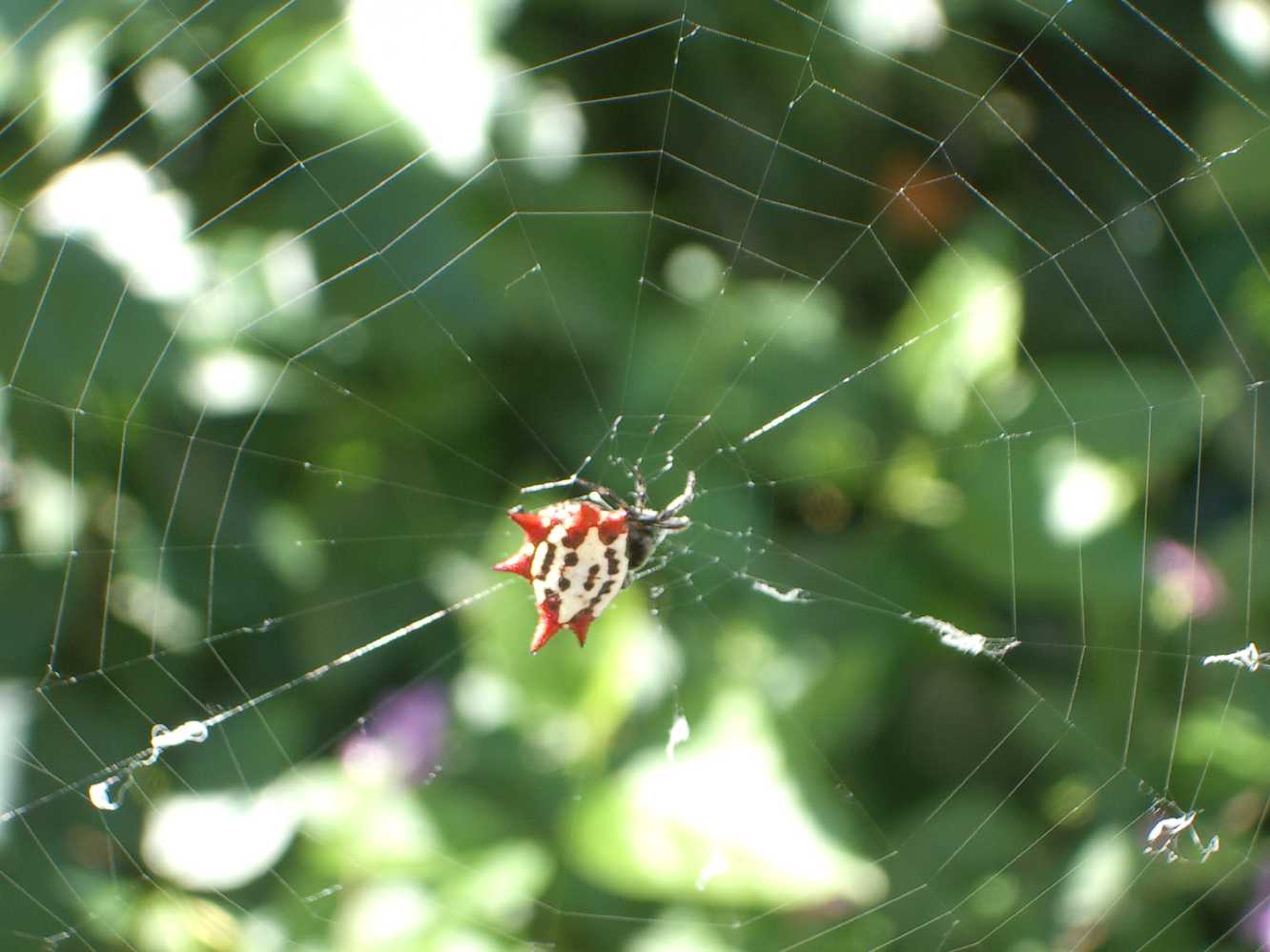 Spider